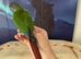 Hand reared tame yellowsided gcc (6)