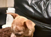 Jack Russell puppies