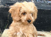 Cavapoo boy pup
