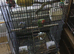 Pair of lovlry birds for sale
