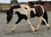 Coloured gelding one for the future.