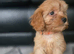 Beautiful cavapoo babies