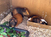 4 beautiful guine Girls and new hutch