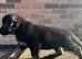 BLACK & RED GERMAN SHEPHERD puppy for sale