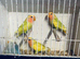 Love Birds for sale. Opaline Peach Faced.