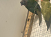 Conure