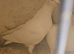 Lambretch