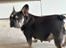 4 French bulldogs
