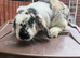 Male rabbit