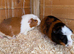 2 adult female guinea pigs pigs