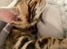 Gorgeous One of the kind bengal boy!