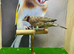 Cut throat finches