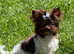 Yorkshire terrier pups,ready to Go