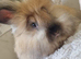 Beautiful baby full breed angoras