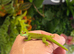 Madagascan Day Geckos