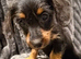 Doxiepoo puppies- available now
