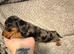 Miniature Dachshund Puppies 2 Boys