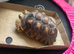 Sulcuta tortoise