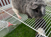 Teddy Guinea pig Babies