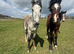 Welsh section D colt