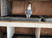 Iranian pigeons