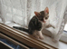 Female kitten's