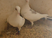 Lambretch pair