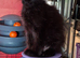 Pedigree Maine Coon boy in Manchester