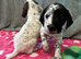 6 beautiful short haired pointer puppies