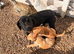 Labrador puppies for sale