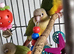 Handreared baby Conures