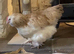 Beautiful young laying chicken