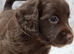 Cocker spaniel pups
