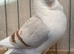 German owl fancy pigeons