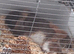 bunny looking for a loving home