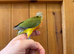 Silly Tame Conure Babies For Sale