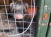 Ferret for sale