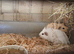 3 male baby guinea pigs