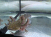 Rescue Axolotl Looking For New Homes