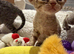 Rehomed for your love & happiness