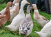 Silver Appleyard Ducklings