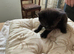 Kittens farm reared
