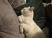 Female kitten white with two black spots on head