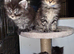 Maine Coon Registered TICA