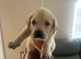 Kc reg Labrador puppy’s for sale Solihull