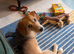 13 Month Old Patterjack