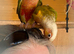 Proven pair pineapple conures
