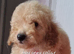 Stunning poodles