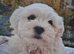 15 weeks old Maltese