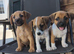 Jack russel 8 weeks old 3 boys left